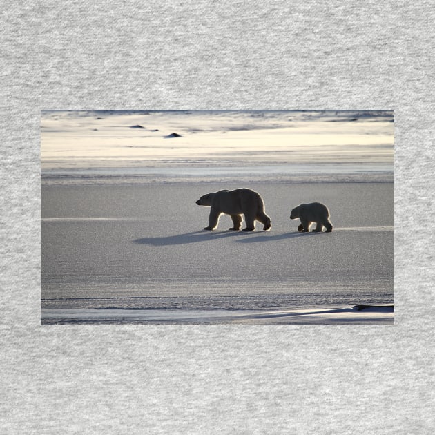 Silver Glow. Polar Bears at Sundown, Churchill, Canada by Carole-Anne
